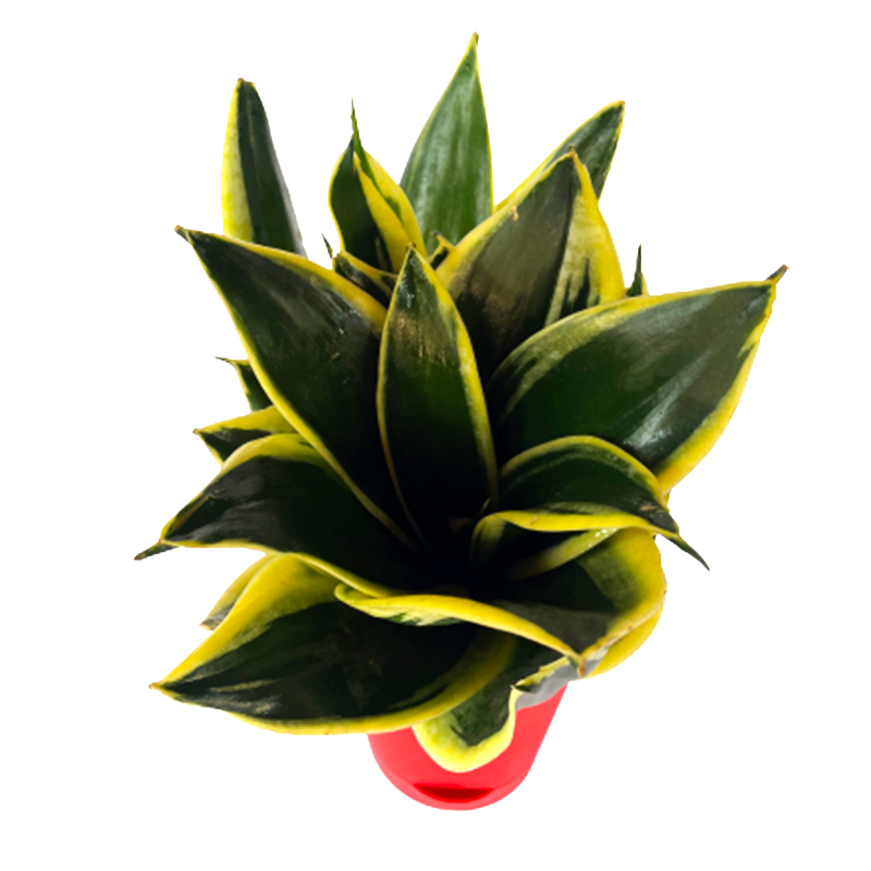 Air Purifying Plants
